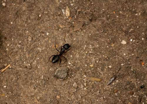 Ant Insect Black Crawling Small Tiny Bug Animal