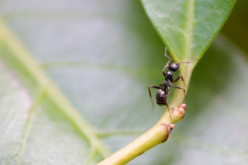 Ant Insect Leaf Nature Background Macro Green