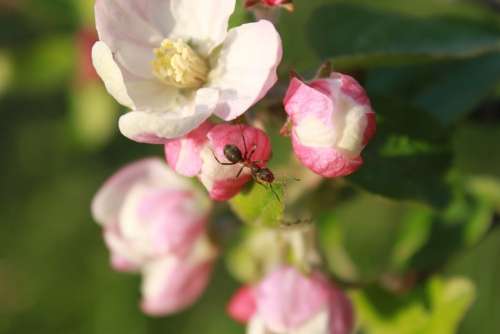 Ant Apple Blossom Climbing Flower Insects Spring