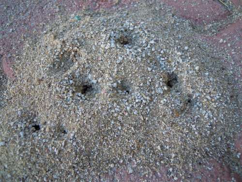 Ant Nest Ants Hole Dirt Sand