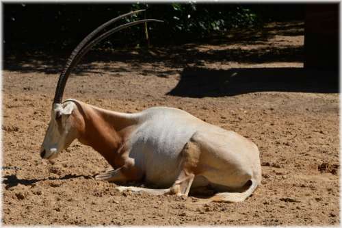 Antelope Scimitar Oryx Grass Bushes Savannah