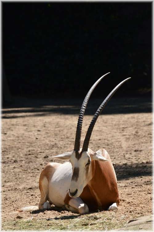 Antelope Scimitar Oryx Grass Bushes Savannah