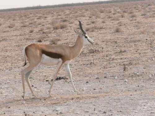 Antelope Springbok Animal African Herbivore Mammal