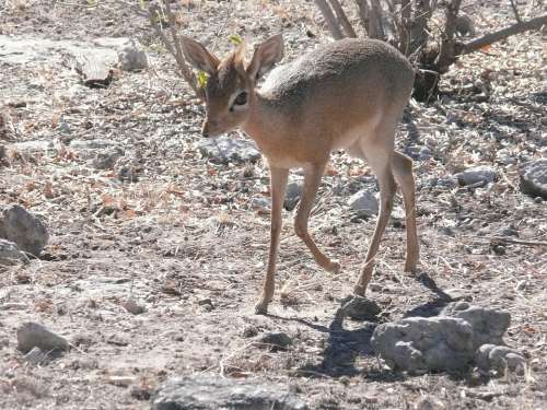 Antelope Africa Animal Mammal Herbivore Dikdik