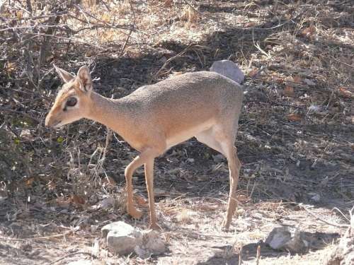 Antelope Africa Animal Mammal Herbivore Dikdik
