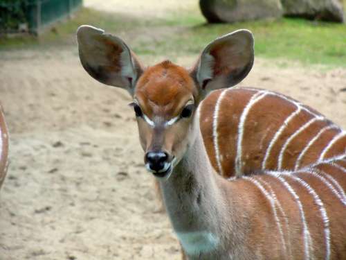 Antelope Small Kudu Kudu Tragelaphus Inberbis