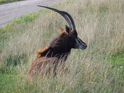 Antelope Sable Antelope The Wilds Horned Wildlife