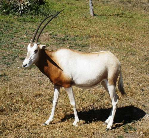 Antelope Impala Mammal