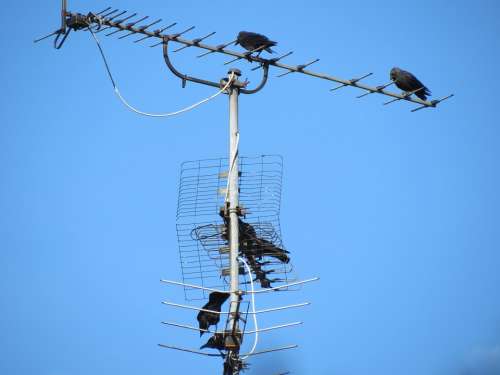 Antenna Tv Antenna Reception Old Blue Sky Birds