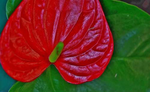 Anthurium Flower Red Leaf Leaves Colorful Green