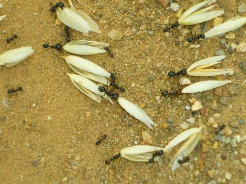 Ants Oats Earth Insects Food Social Group