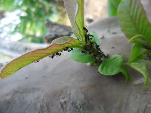 Ants Insect Green Flora Plant