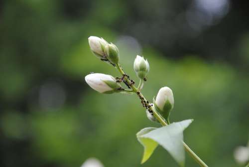 Ants Infestation Vermin Blossom Bloom Bud Plant
