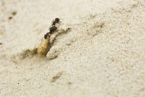 Ants Sand Insect Larva Teamwork Nature Macro