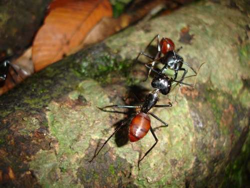 Ants Insects Borneo Brown Nature Creature