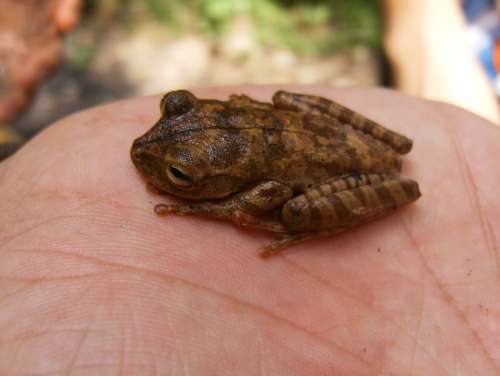 Anuran Frog Amphibian Hand Eye Animal Nature