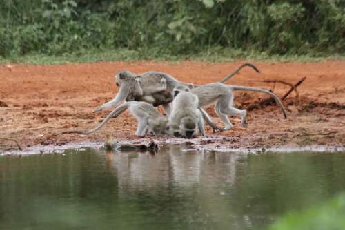 Ape Africa Limpopo Water Hole Drink