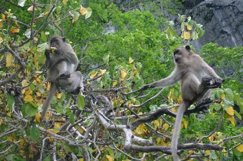 Ape Monkey Äffchen Mammal Nature Thailand