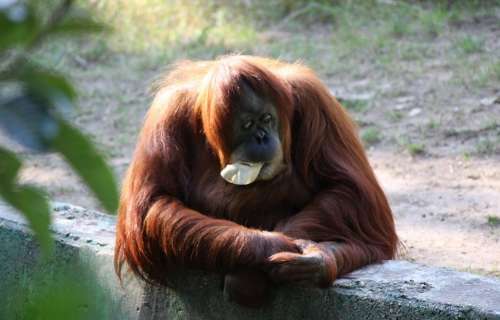 Ape Down Monkey Orangutan Sitting Zoo