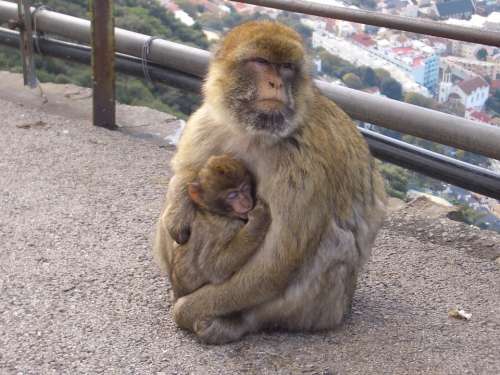 Ape Gibraltar Animals Primate Europe Mammal