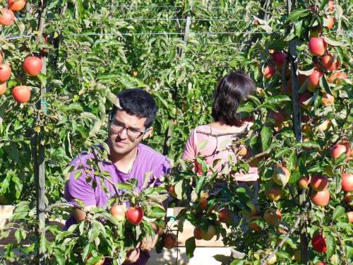 Apfelernte Harvest Autumn Fruit Apple