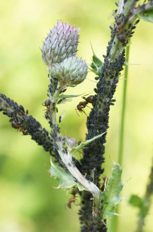 Aphids Thistle Lice Infestation Ill Ants Forest