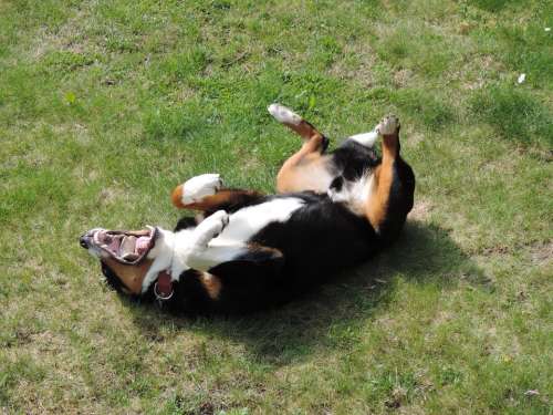 Appenzell Mountain Dog Animal Tri Color Black White