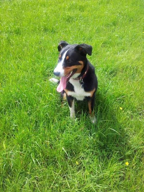 Appenzell Mountain Dog Animal Meadow Green