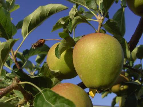 Apple Tree Fruit Healthy