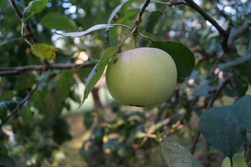 Apple Fruit Fresh Healthy Delicious Eat