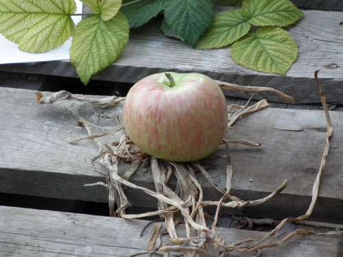 Apple Fruit Ripe Green Tree Garden Grass Sheet