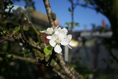 Apple Blossom Tree Branch Spring Nature Blossoms