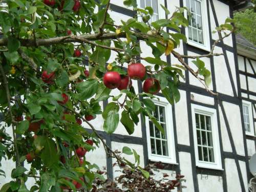 Apple Fachwerkhaus Tree Sauerland Village