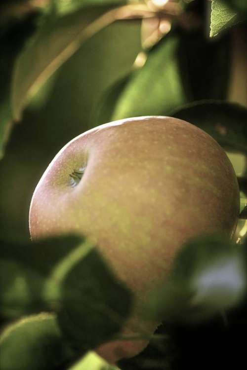 Apple Close Up Macro Food Apple Tree