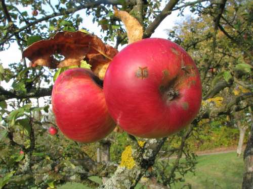 Apple Fruit Late Summer Red