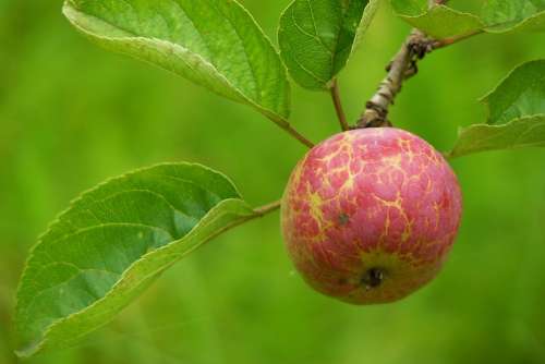 Apple Fruit Vitamins Healthy Ripe Red Food Eat