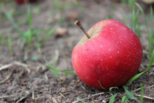 Apple Red Fruit