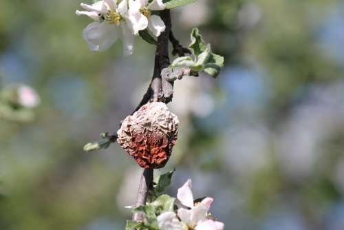Apple Blossom Rotten Spring Close-Up Nature Plant