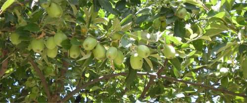 Apple Apple Tree Tree Garden Plants Nature