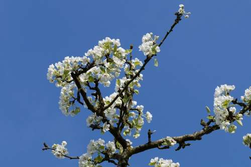 Apple Apple Tree Apple Blossom Blossom Bloom White