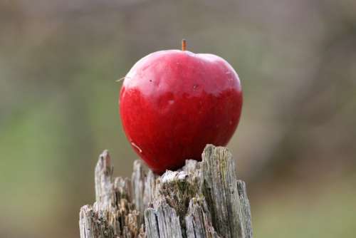 Apple Red Ripe Fruit Apple Tree