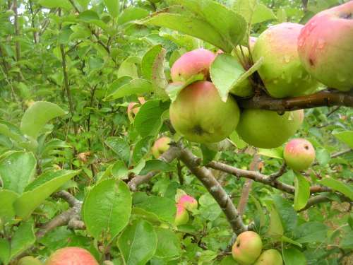 Apple Fruit Tree Nature Vegetation