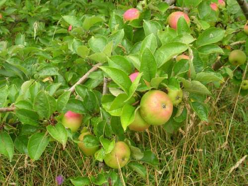 Apple Fruit Tree Nature Vegetation