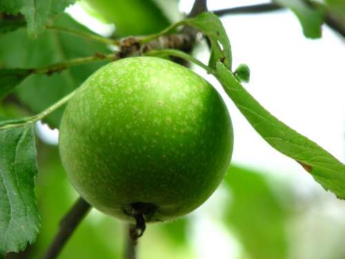 Apple Immature Green Fruit Crisp Apple Tree