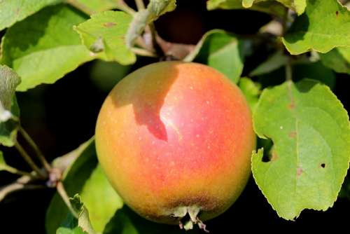 Apple Fruit Healthy Red Sweet Ripe Food Health