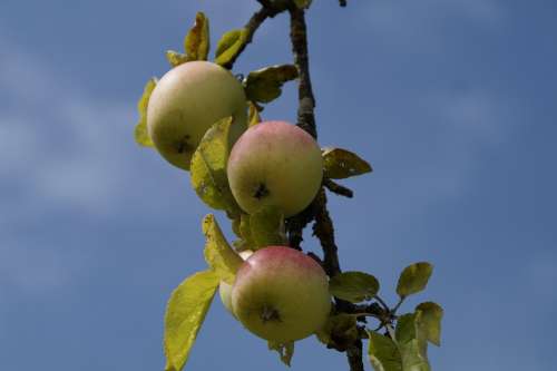 Apple Apple Tree Aesthetic Branches Fruit Fresh