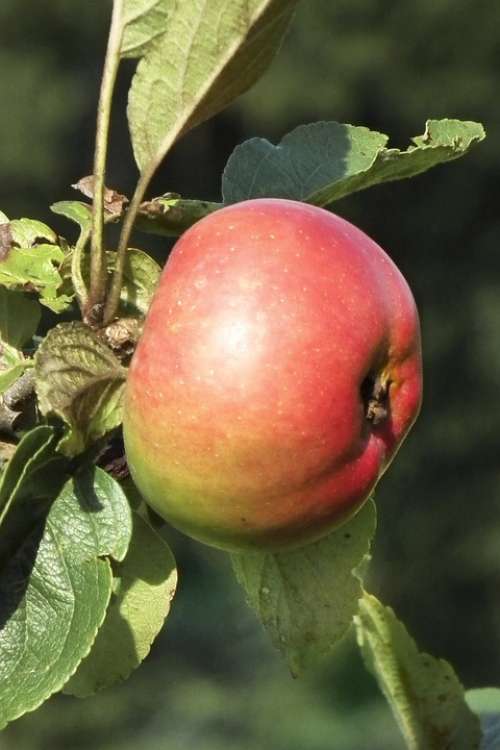 Apple Red Fruit Vitamins Ripe