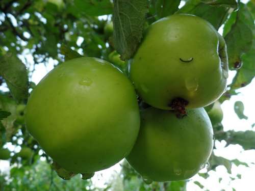 Apple Apple Tree Green Kernobstgewaechs Close Up
