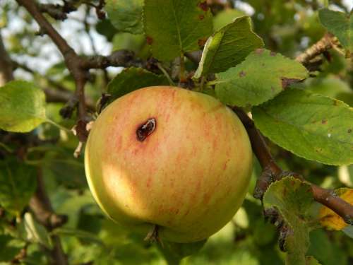 Apple Fruit Tree Pallet Pulpwood