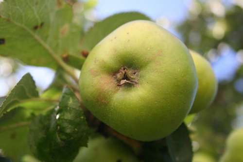 Apple Organic Food Fresh Healthy Fruit Green